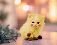 Image result for Cute Pikachu Cat PFP