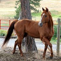 Image result for Thoroughbred Horse