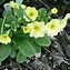 Image result for Primula Stradbrook Lilac Lustre