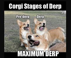 Image result for Funny Corgi Memes