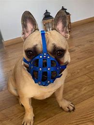 Image result for PetSmart Dog Muzzle