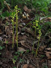 Image result for corallorhiza_trifida