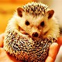 Image result for Baby Hedgehog Side View