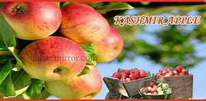 Image result for Kashmiri Khaowa Apple