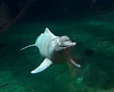 Image result for Giant Otter Pink River Dolphin