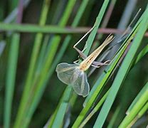 Image result for Selling Live Crickets