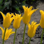 Image result for Tulipa Flashback