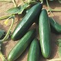 Image result for Apple Cucumber Plants