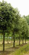 Image result for Quercus ilex