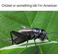 Image result for Cricket Bug Person Meme