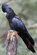 Image result for Black Cockatoo