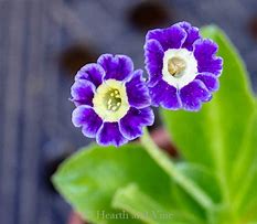 Image result for Primula auricula Blue Velvet