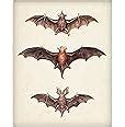 Image result for Vintage Bat Illustration