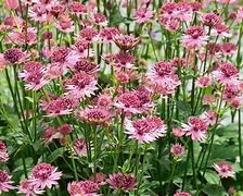 Image result for Astrantia major Roma