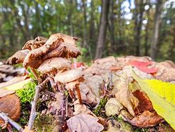 Image result for Moss Grow Basket Stump Mushroom