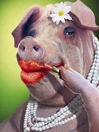 Image result for Pig Using Phone