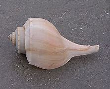 Image result for Channeled Whelk Shell Wampum