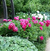 Image result for Paeonia Karl Rosenfield