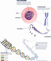 Image result for Genome PNG