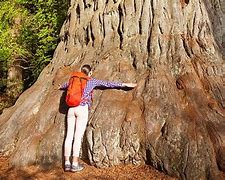 Image result for What Is the Biggest Tree