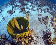 Image result for Exuma Cays Bahamas