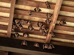 Image result for Bats in an Attic
