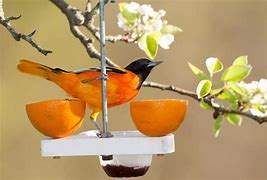 Image result for How to Attract Birds Book