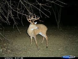 Image result for deer camera