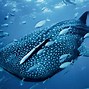 Image result for Cool Shark PC Wallpapers