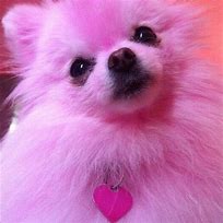 Image result for Pink Teacup Pomeranian