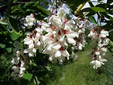 nomi di fiori bianchi in nome dei fiori grappoli di fiori bianchi di robinia nomi di fiori bianchi in nome dei fiori grappoli di fiori bianchi di robinia