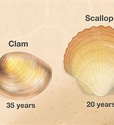 Image result for Scallop Clam