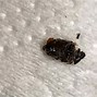 Image result for Bed Bugs in Phone Case