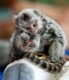 Pygmy Marmoset;  They grow to about 6 inches, around 127mm and weigh only about 3.5 ounces, 100 gm. and the… | Cute animal pictures, Cute animals, Cute baby animals