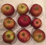 Image result for Pippin Apple Varieties