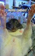 Image result for Funny Rat Memes