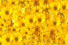 un orchidea da regalare alle qual 232 il significato dei fiori gialli un orchidea da regalare alle qual 232 il significato dei fiori gialli