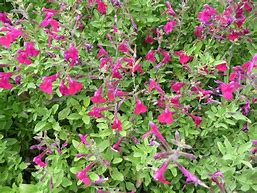 Image result for Salvia greggii ARCTIC BLAZE Dark red