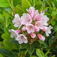 Image result for Rhododendron micranthum Bloombux