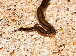 Image result for flat worms pictures