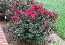 Image result for Lagerstroemia Royalty