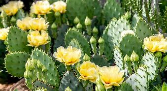 Image result for Flowering Cactus