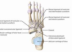 Image result for Midtarsal Joint