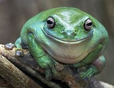 Image result for Nerd Frog Smile