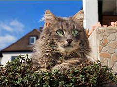 Image result for Fluffy Wild Cat