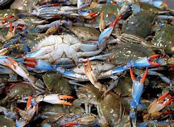 Image result for Chesapeake Blue Crab