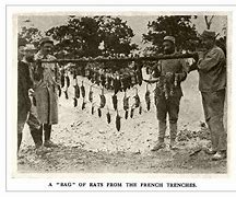 Image result for WW1 Trench Warfare Rats