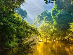Image result for amazon forest brazilian