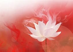 Image result for iOS 5 Lotus