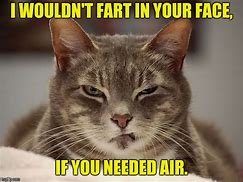Image result for Funny Angry Cat Memes
